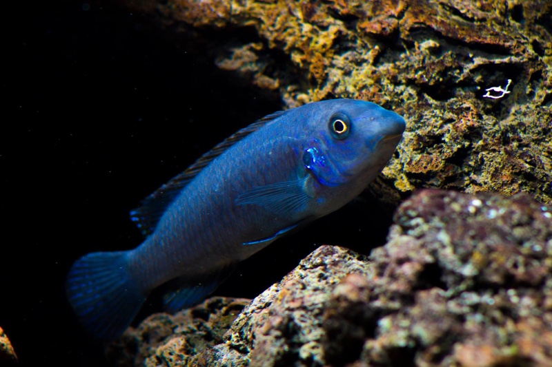 Labeotropheus trewavasae 'Mitande Reef (Rocks)'